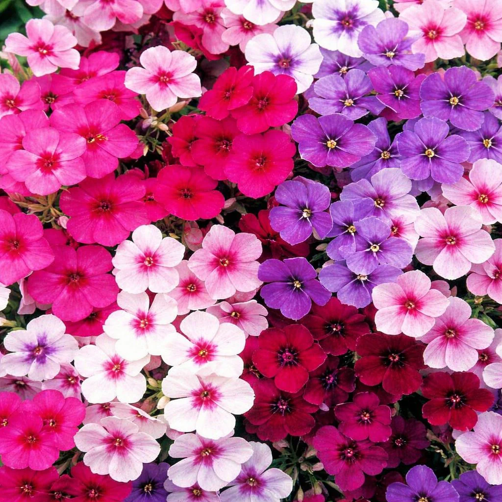 Phlox Beauty