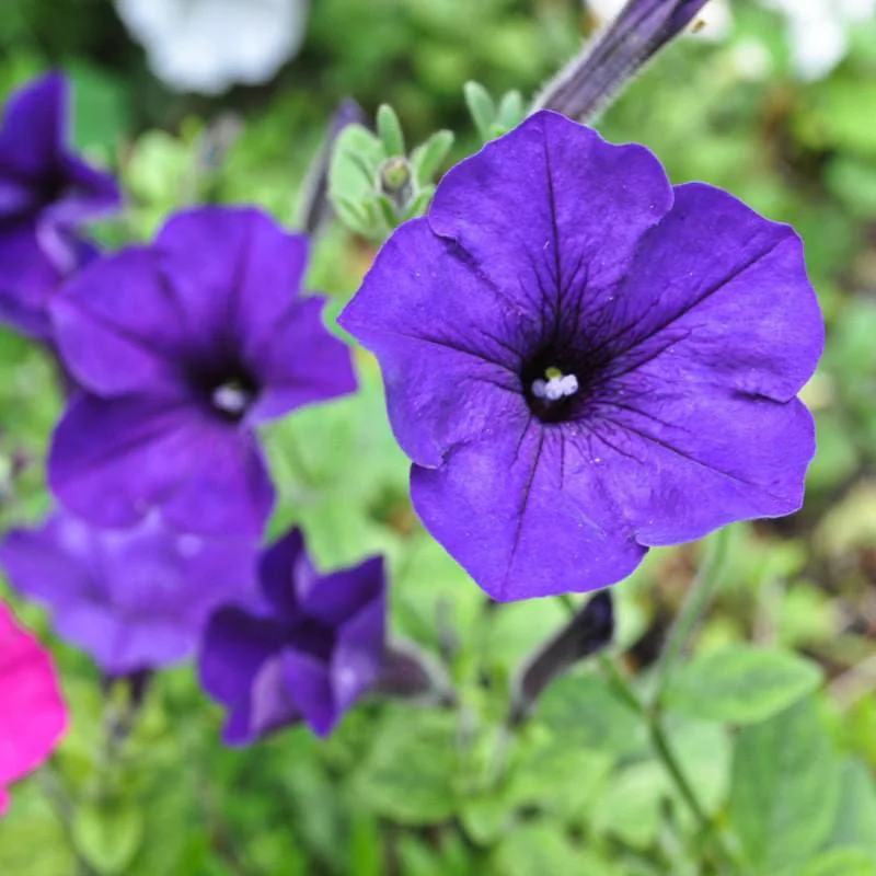 Petunia Blue Desi