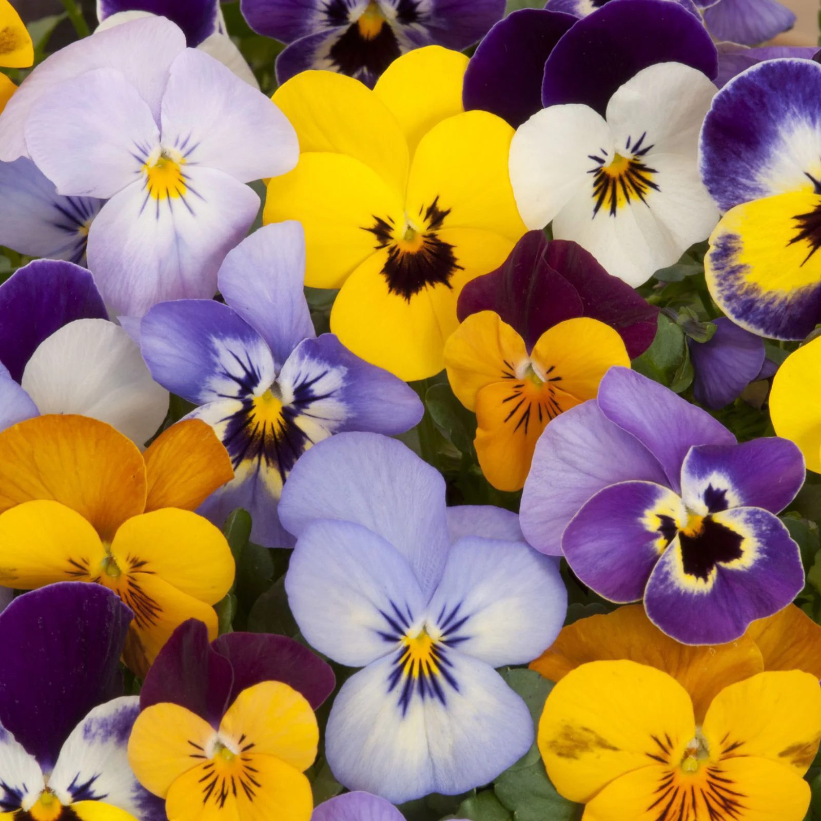 Pansy Mix
