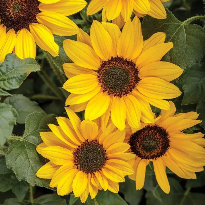 Sunflower Yellow