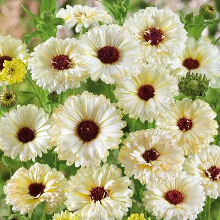 Calendula White