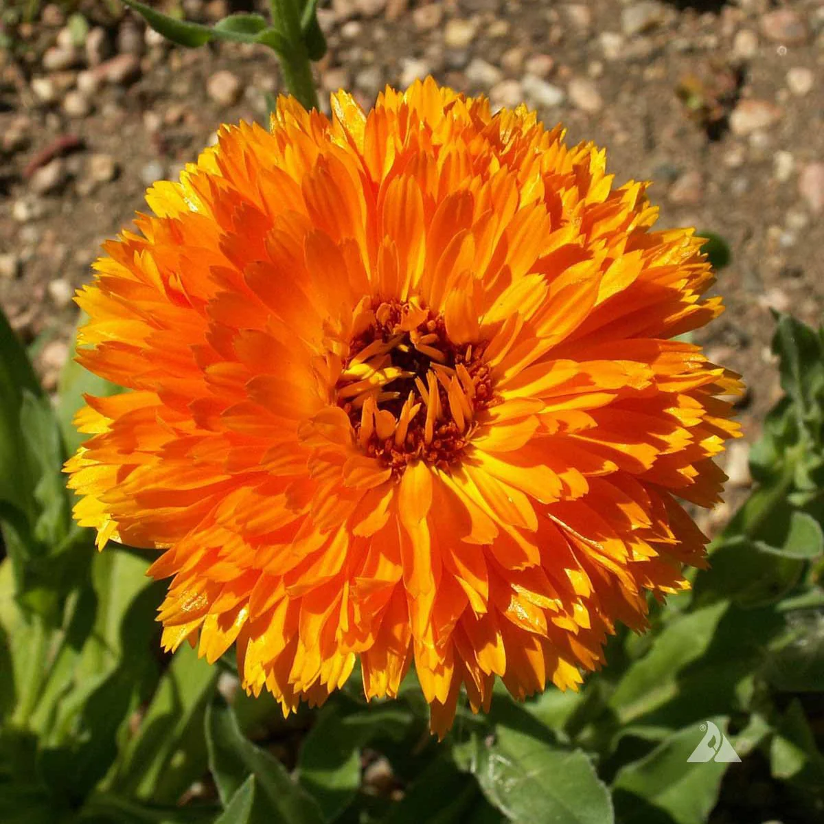 Calendula Orange