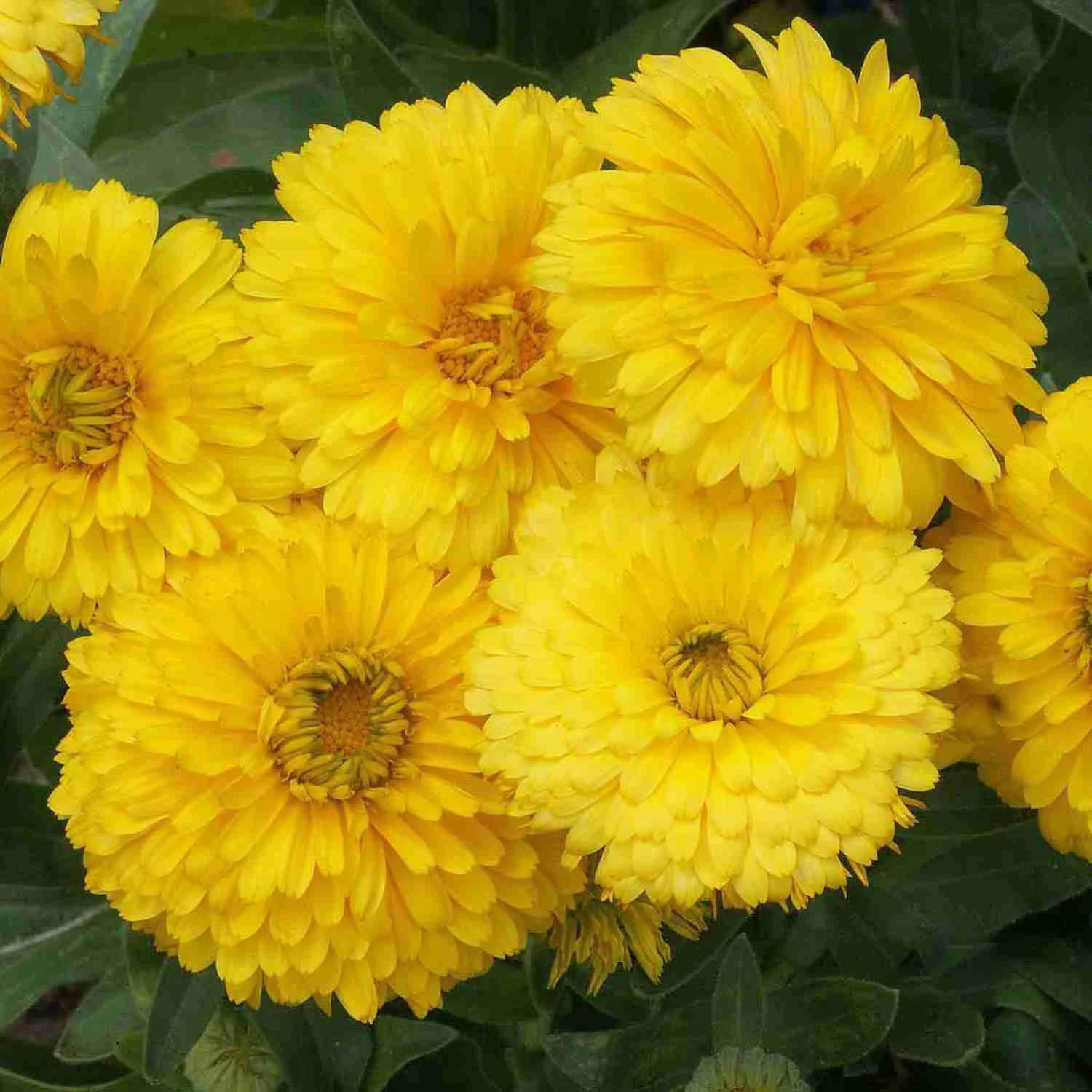 Calendula Yellow