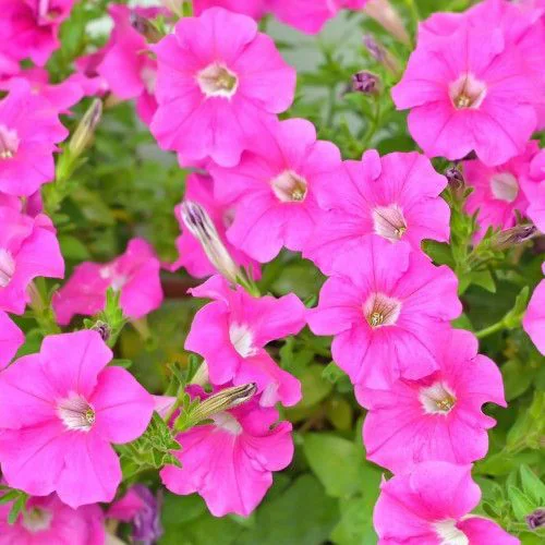 Petunia Pink Desi