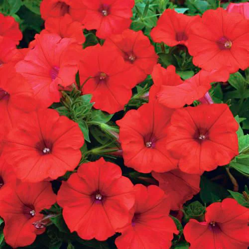 Petunia Red Desi