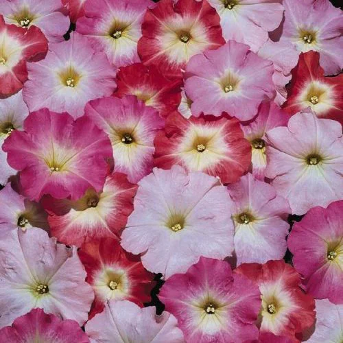 Petunia Morn Mix F1
