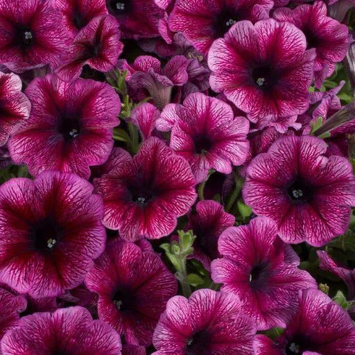 Petunia Plum Ice F1