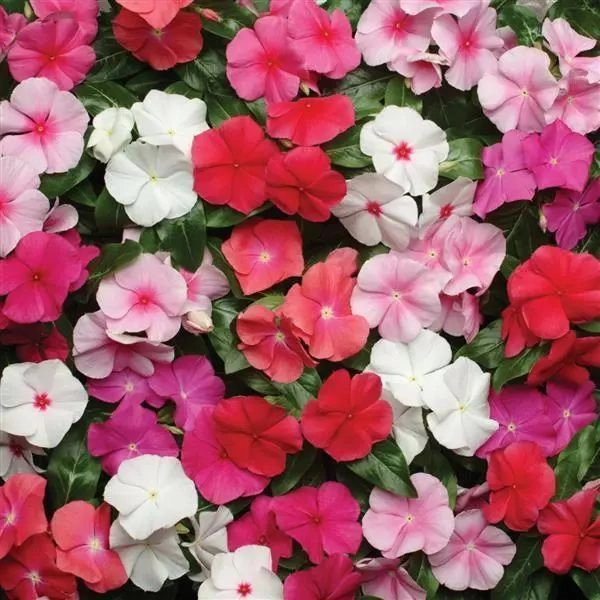 Vinca Pacifica Mix F1