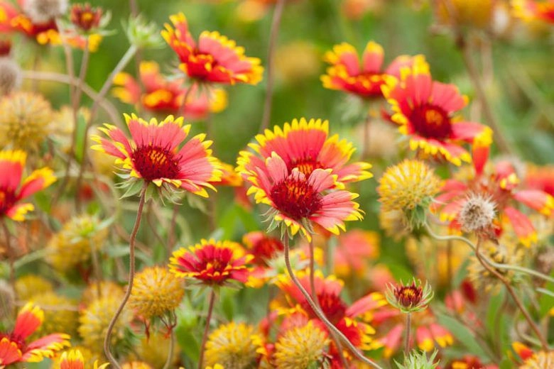 Gaillardia Mix