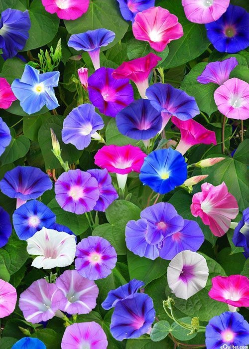 Ipomea Mix ( Morning Glory)