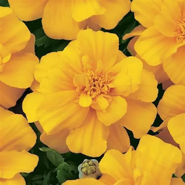 French Marigold Yellow
