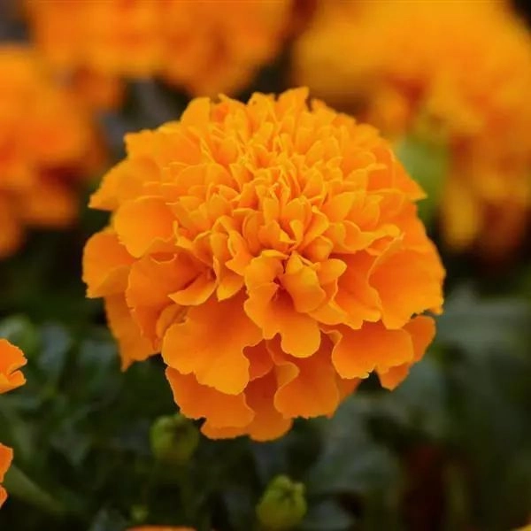 French Marigold Orange