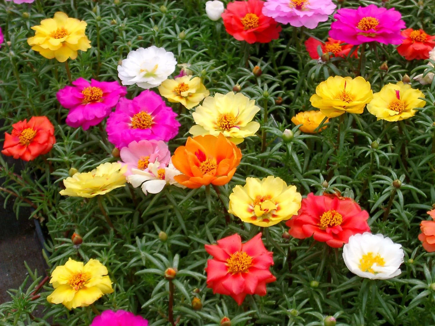 Portulaca Double Mix