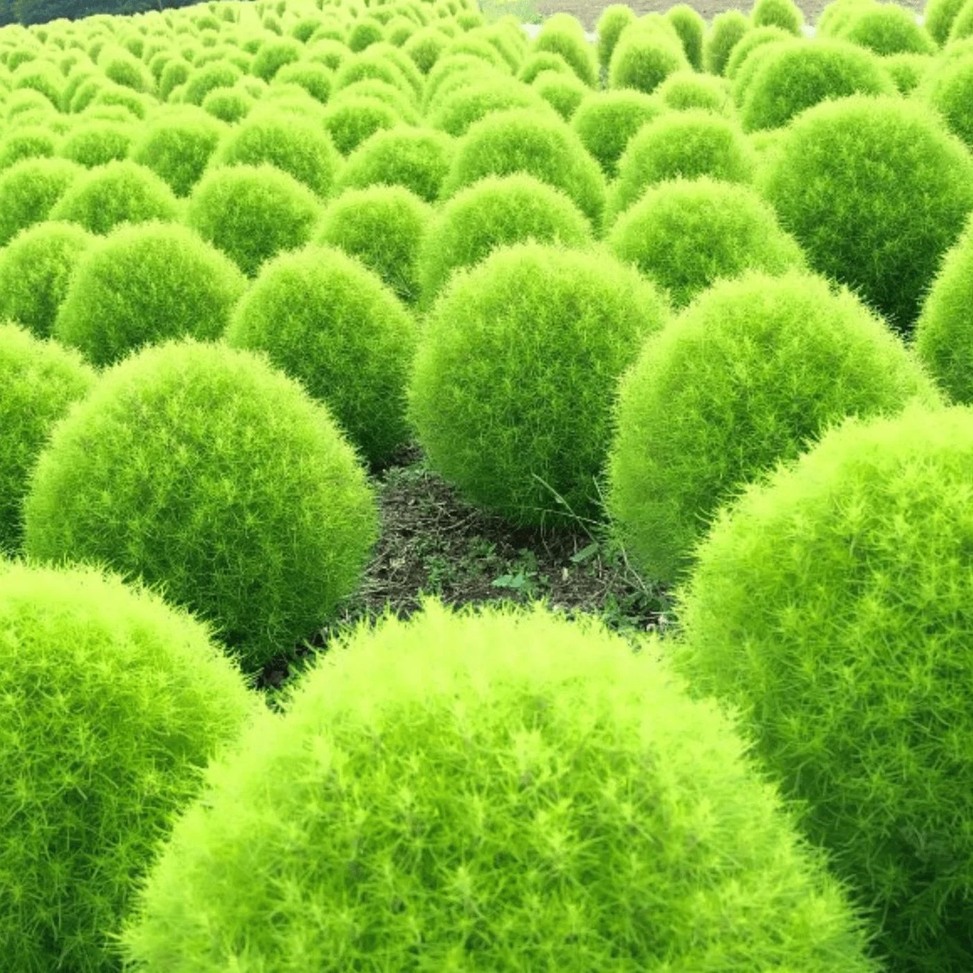 Kochia