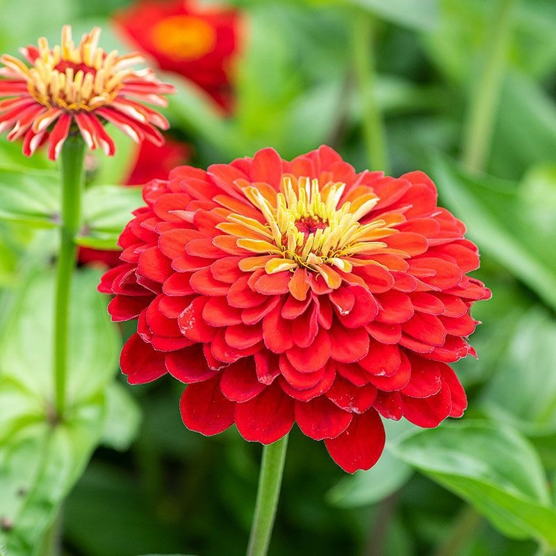 Zinnia Scarlet Red
