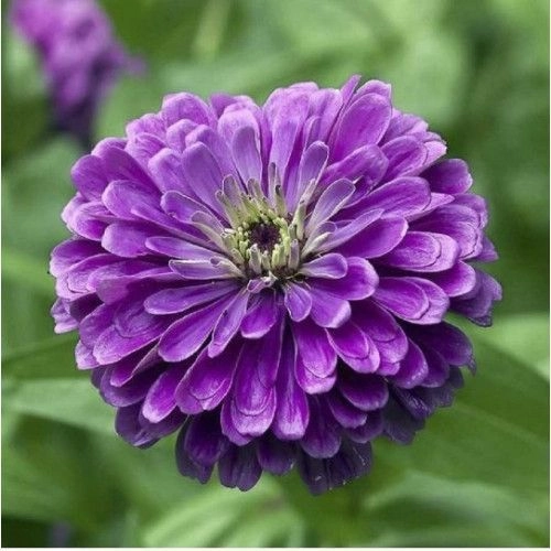 Zinnia Purple