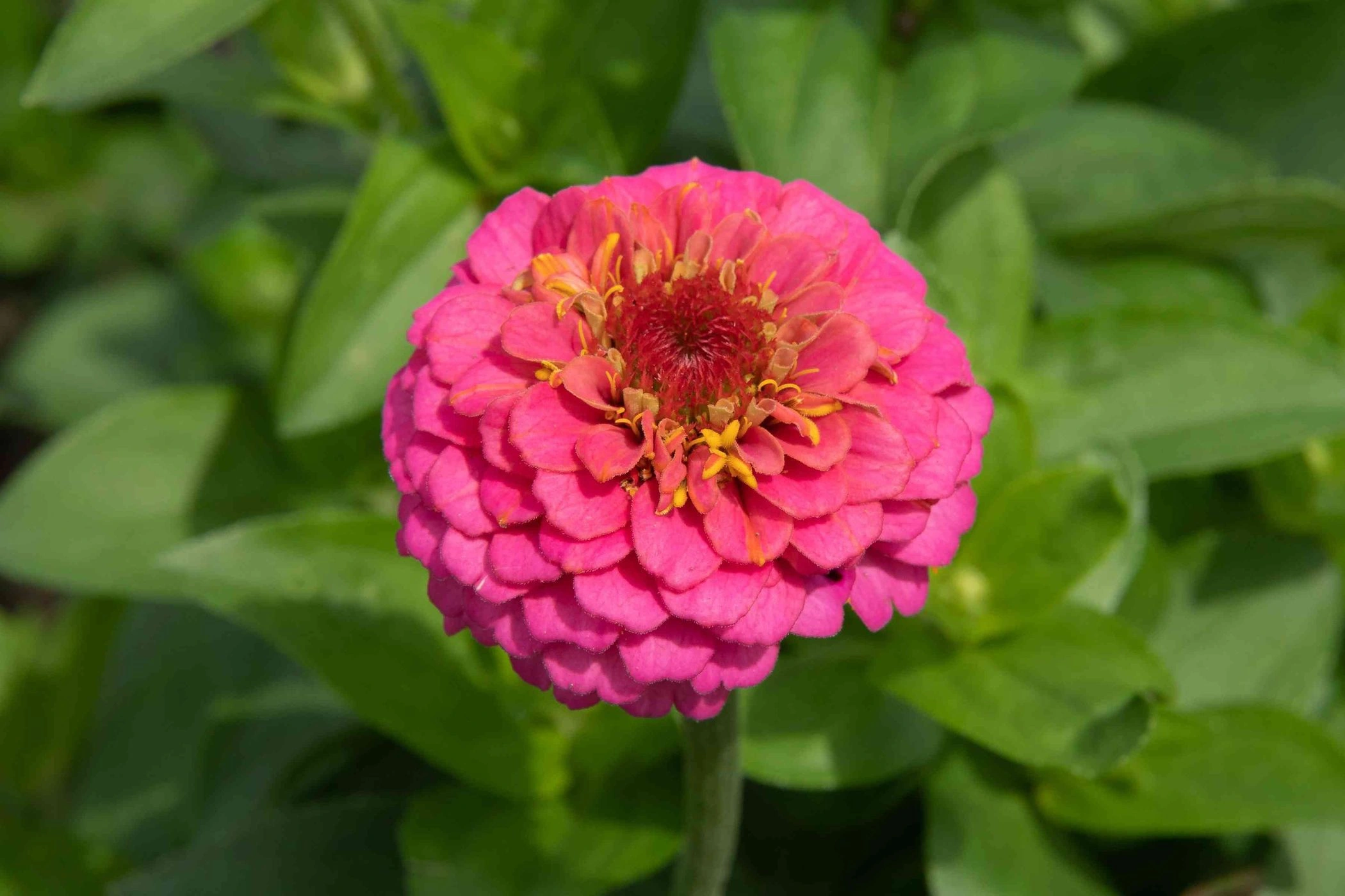 Zinnia Illumination Rose