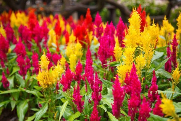 Celosia Plumosa Mix