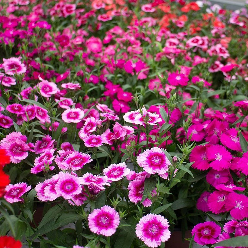 Dianthus Mix