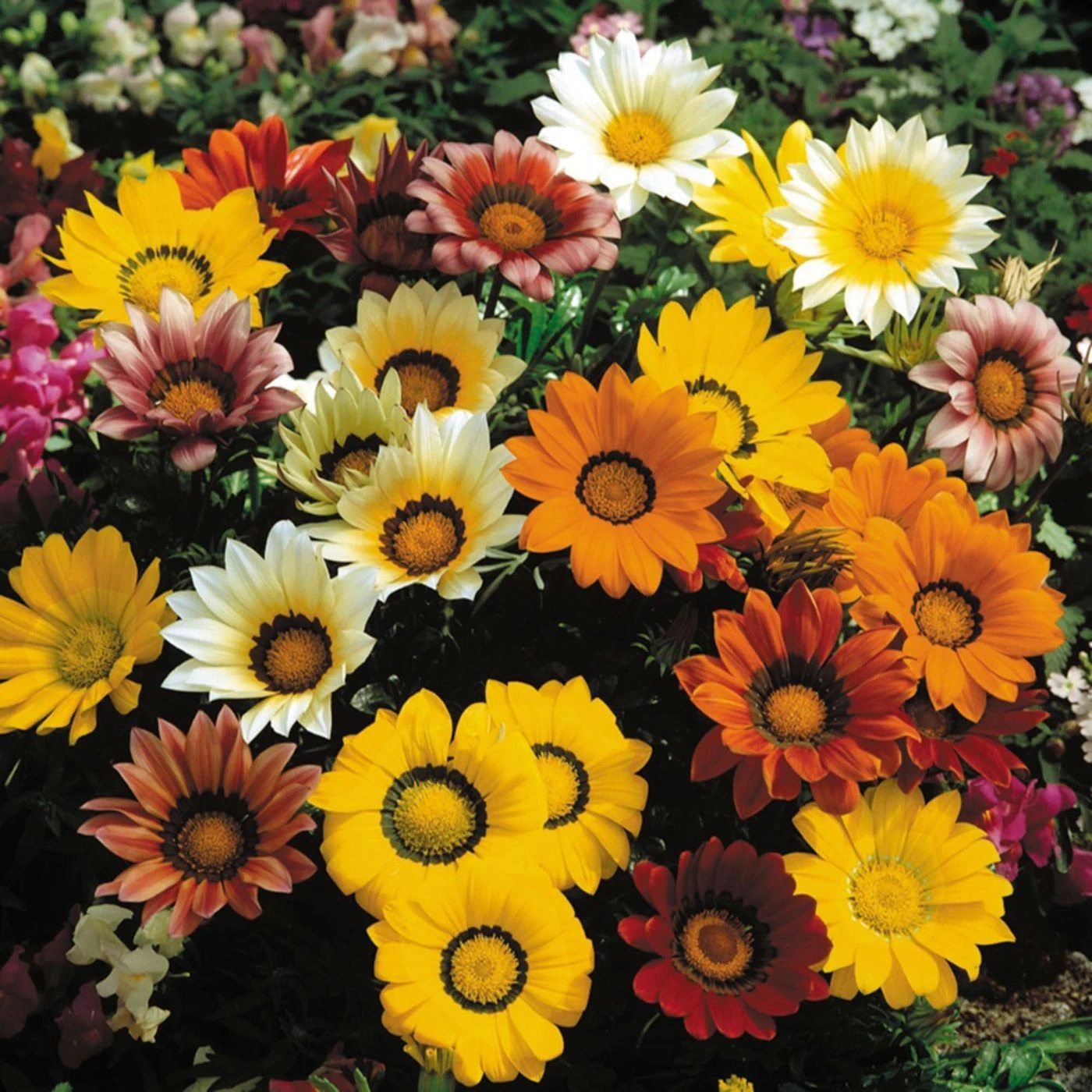 Gazania Mix