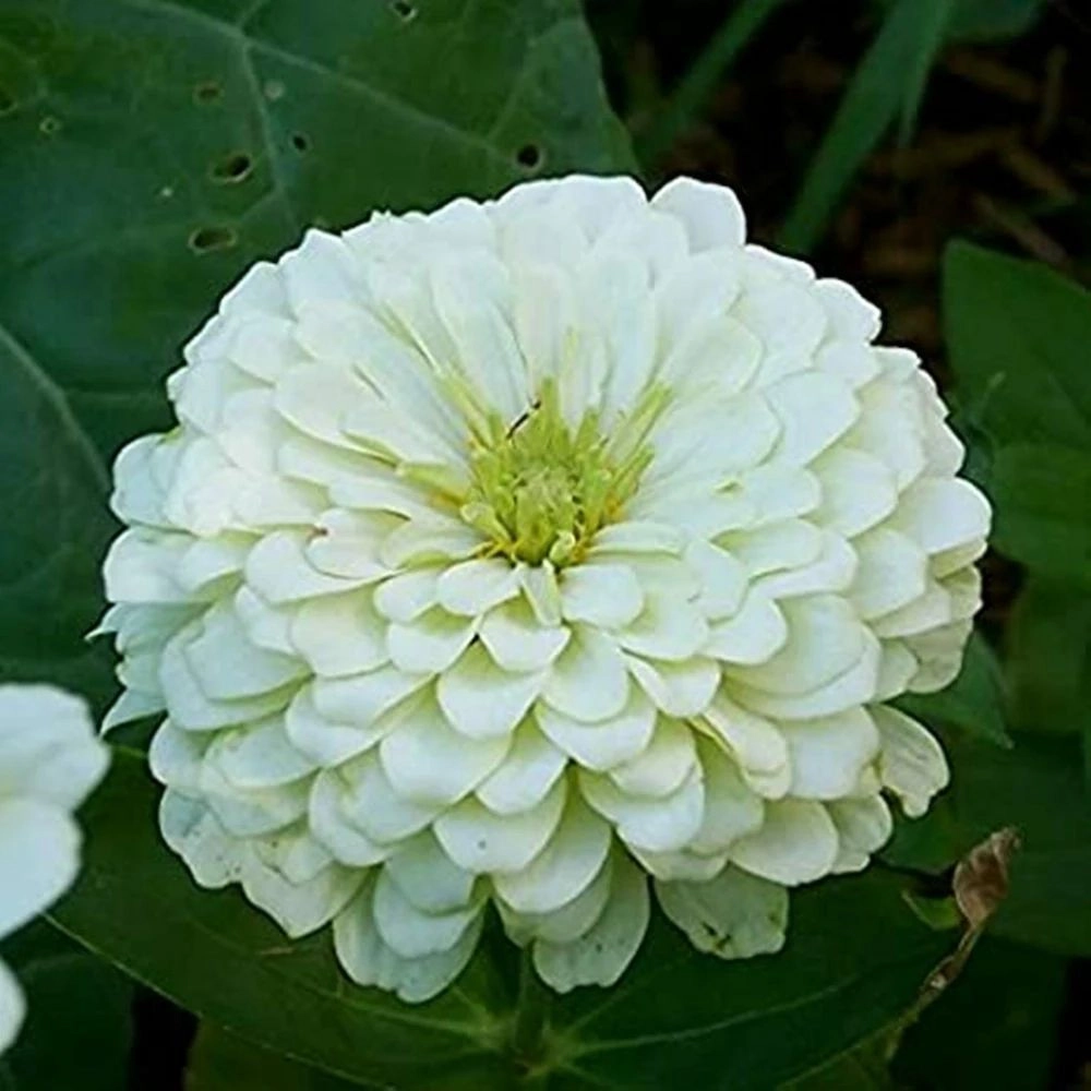 Zinnia White