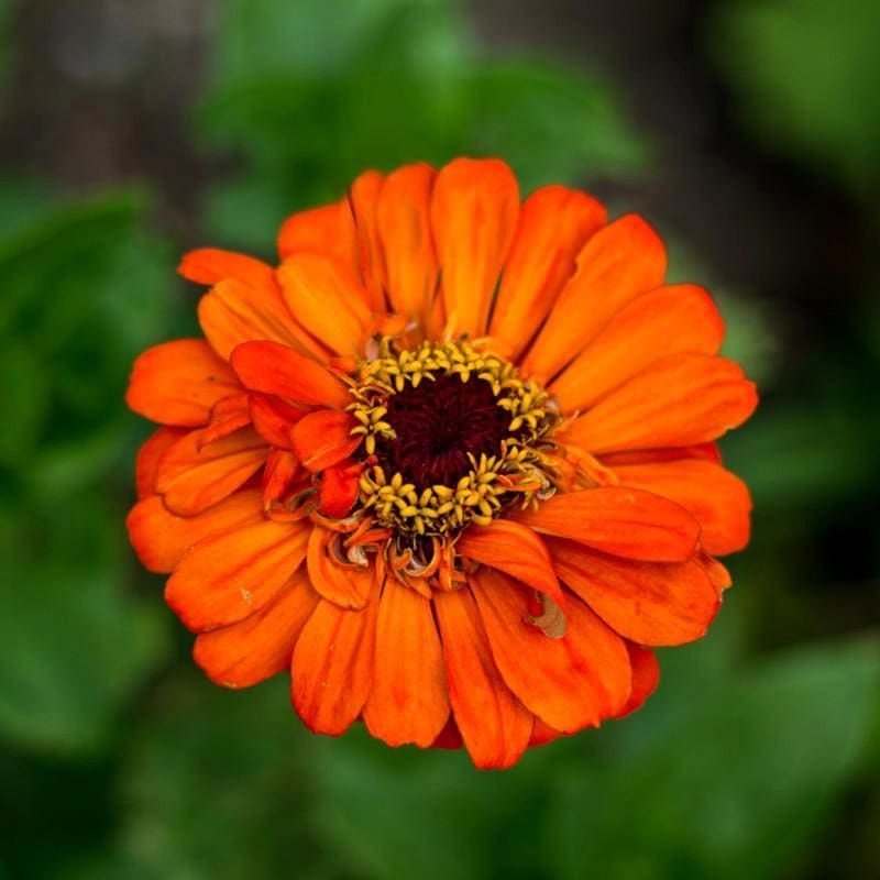 Zinnia Orange
