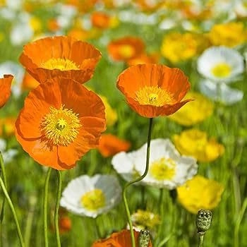 Indian Poppy Mix