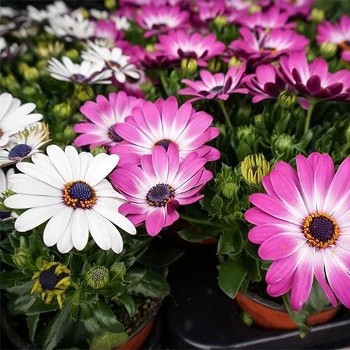 Osteospermum Mix