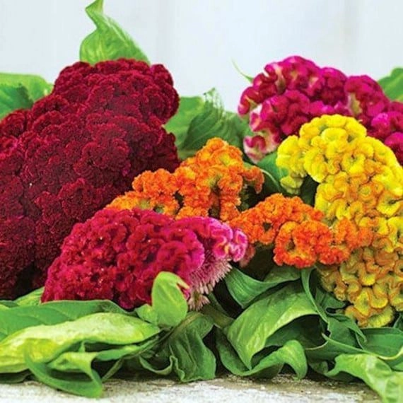 Celosia Cockscomb Mix