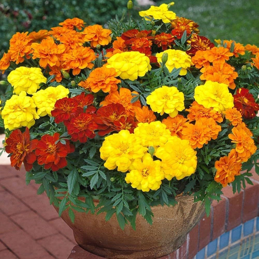 French Marigold Mix