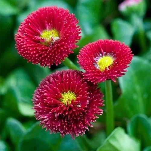 Daisy Double Red