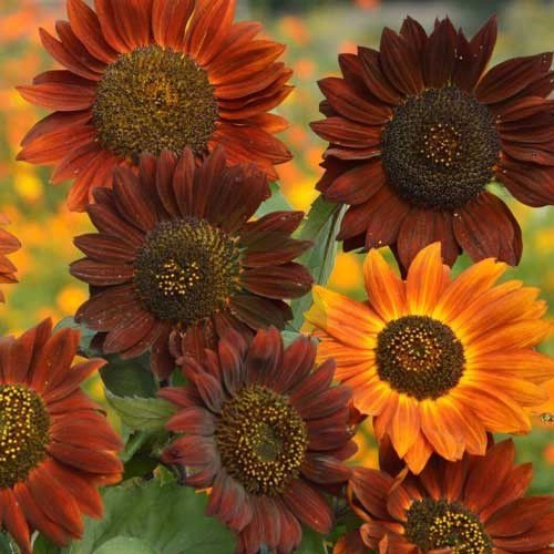 Sunflower Red & Brown