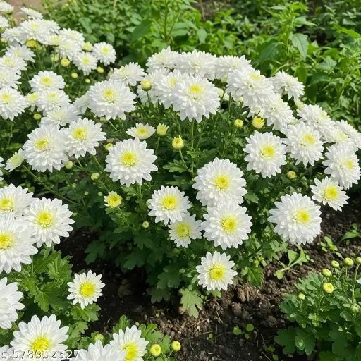 Chrysanthemum White