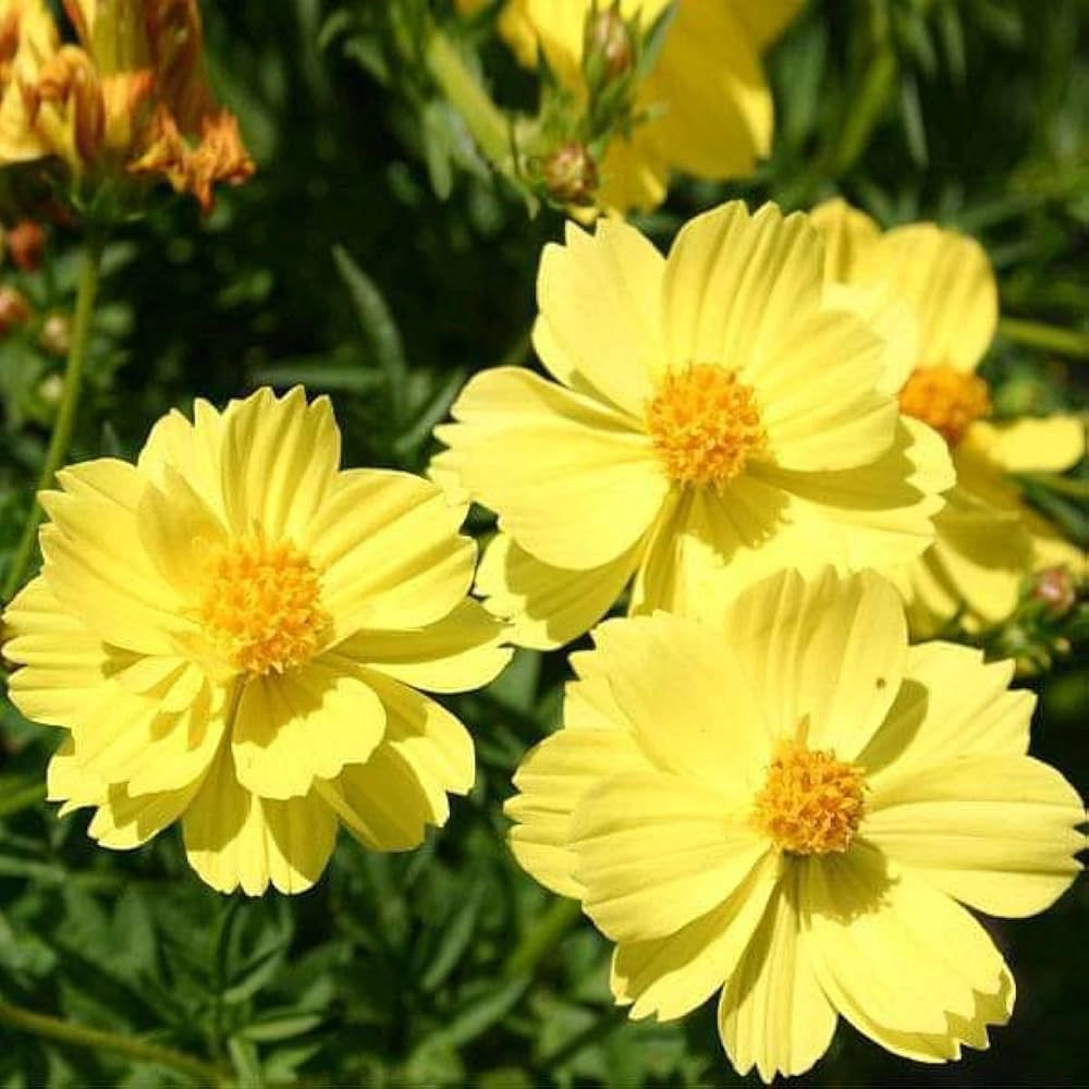 Cosmos Yellow