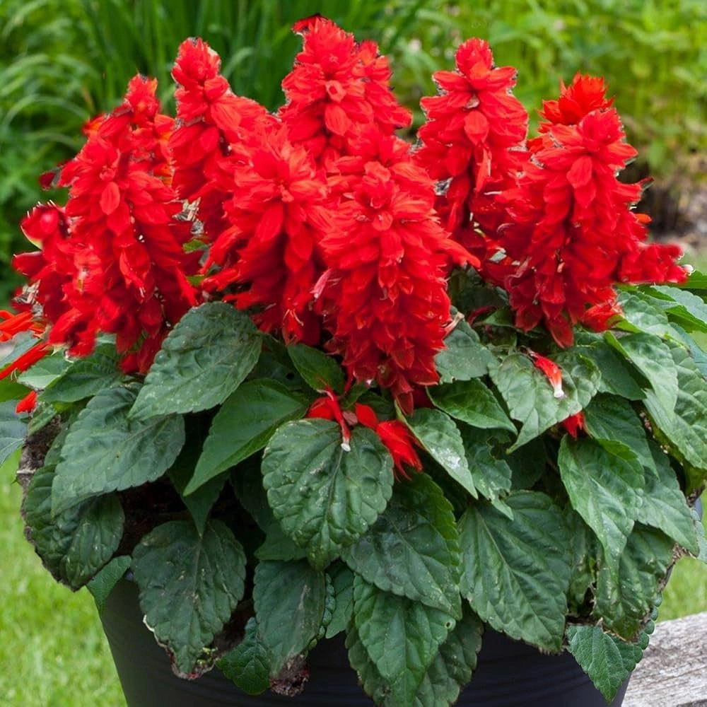 Salvia Red