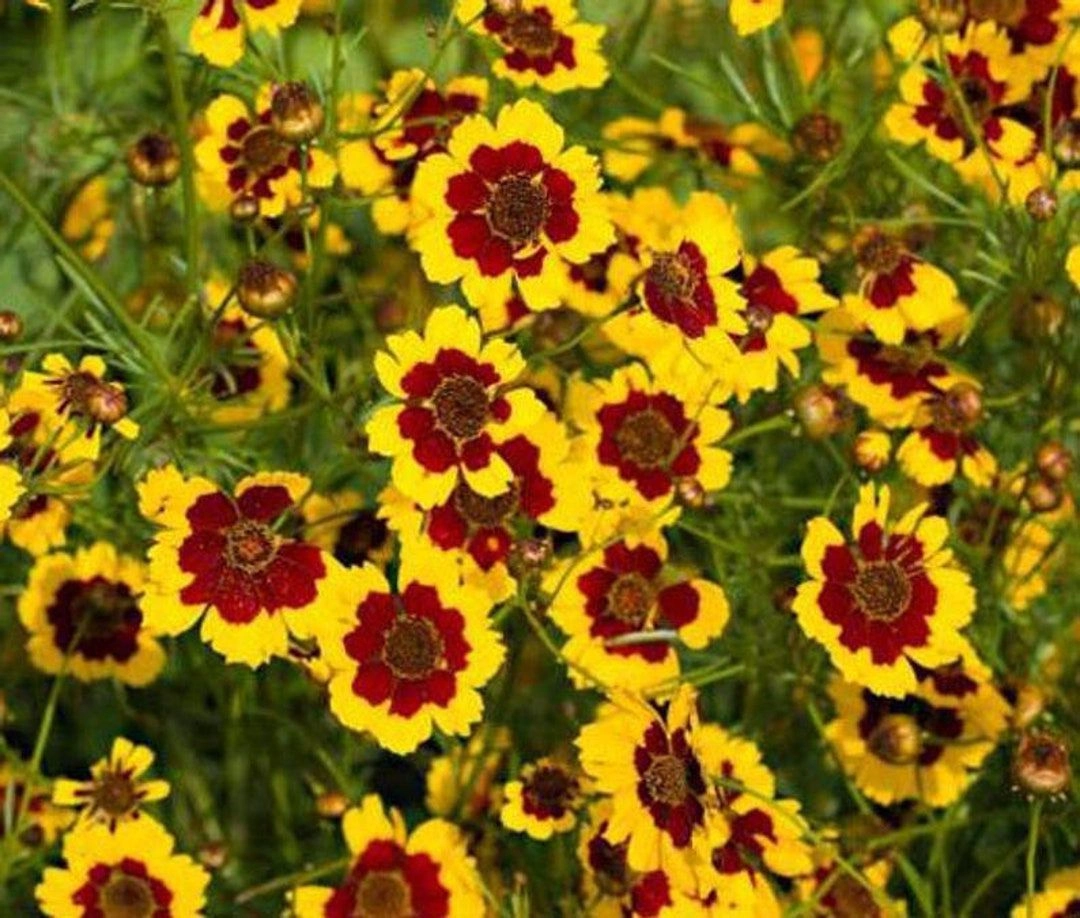 Coreopsis Tintoria