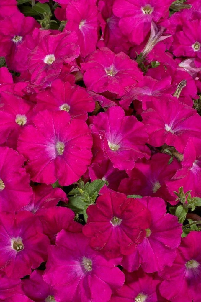 Petunia Celebrity Carmine