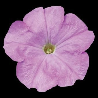 Petunia Celebrity Lilac