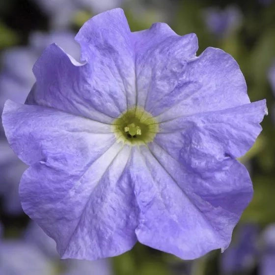 Petunia Celebrity Skyblue