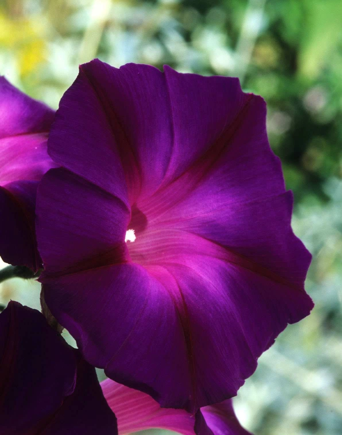 Ipomea Black Night ( Morning Glory )