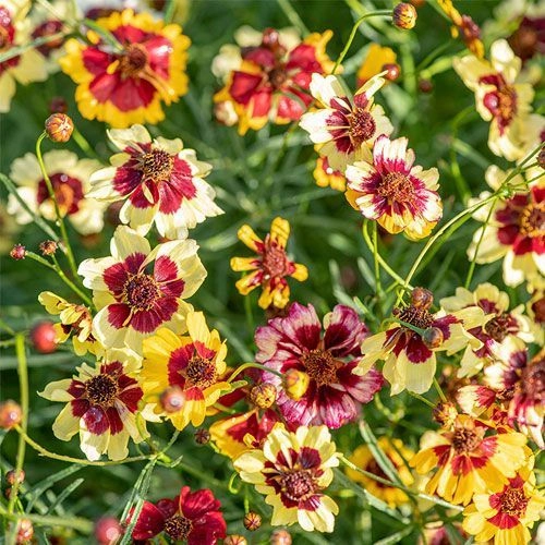 Coreopsis Formula Mix