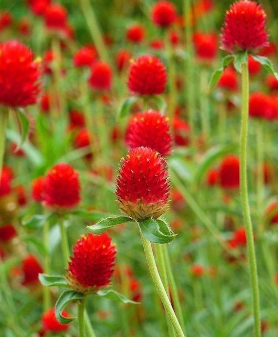 Gomphrena Straberry Mix