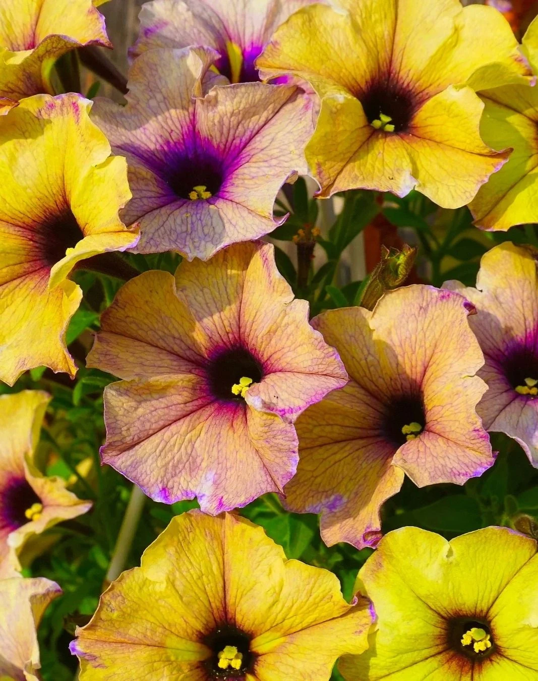 PETUNIA VARIETIES