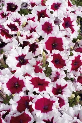 Petunia Celebrity Burgundy Frost