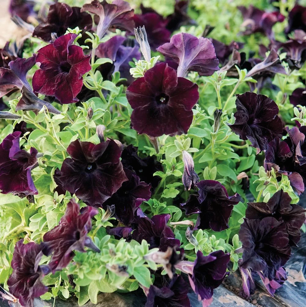 Petunia Sophisticated Blackberry