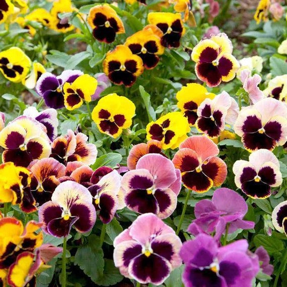 Pansy F1 Major ( Hybrid )