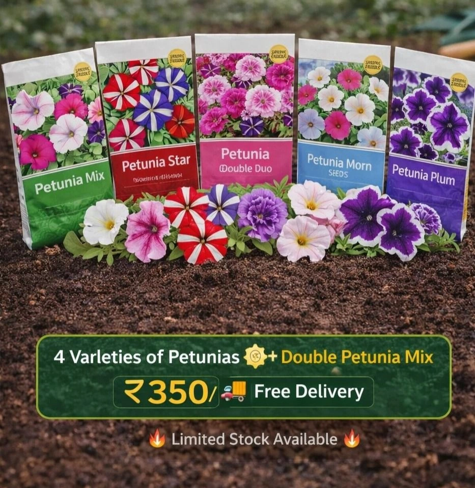 🌱🏵️🌸🏵️🌸🏵️🌱