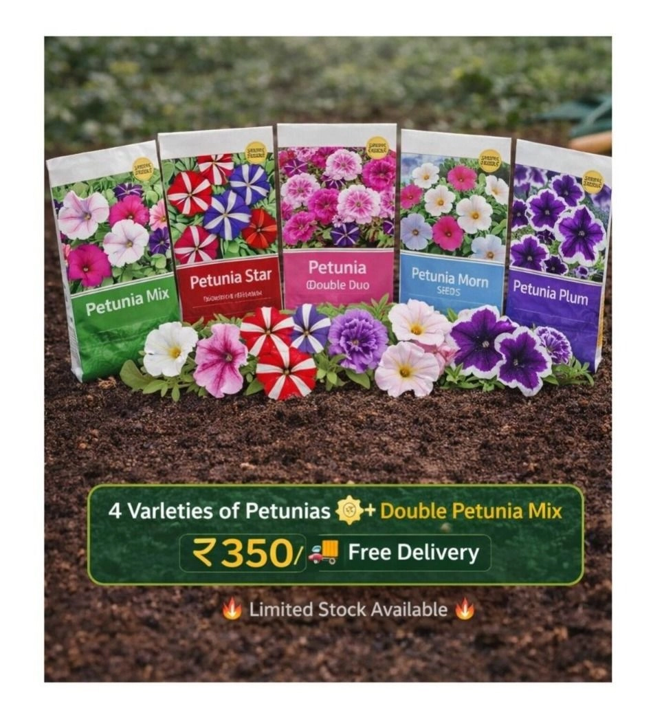 Petunia Combo Pack