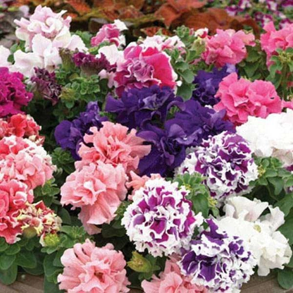 Petunia Double Glorious Mix