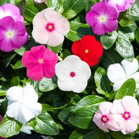 Vinca Sun Jewels Mix F1